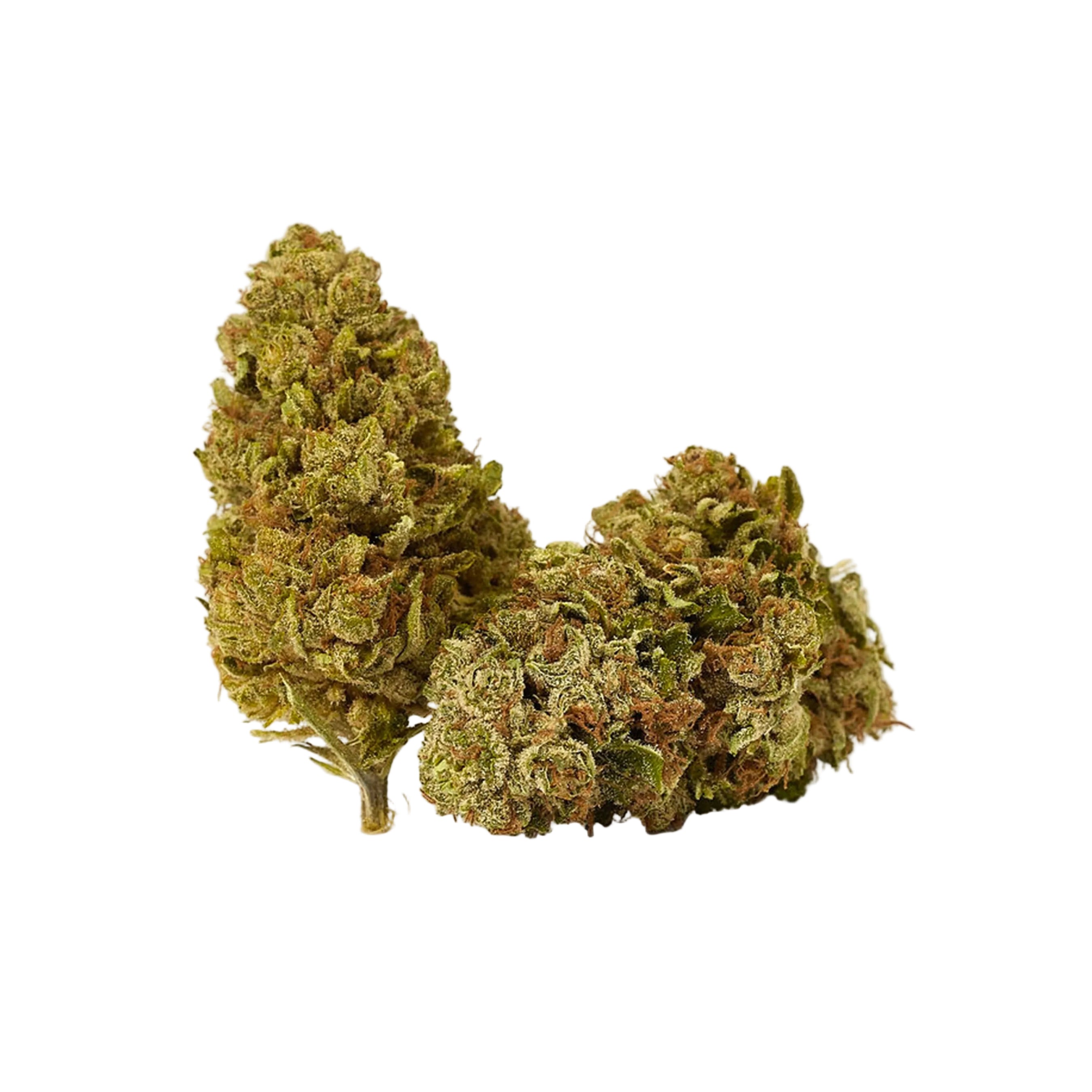 NORTHERN LIGHT [PROMO]